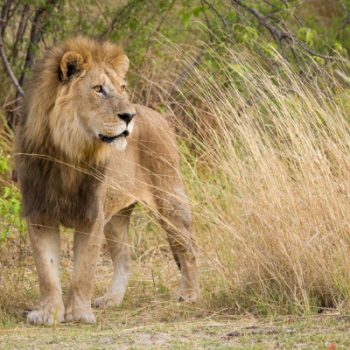 lion observé lors d'un safari en véhicule 4x4 avec le Camp Moremi, parc national de Moremi, Botswana