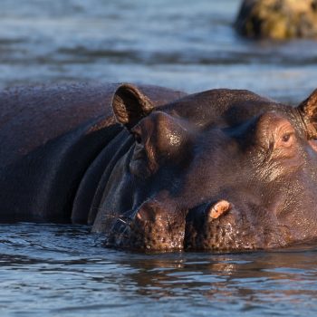 hippopotame afrique