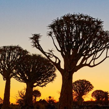 Poilloux 0587 Sunset sur la forêt de kokerbooms à Keetmanshop