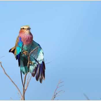 Observation d'un rollier à longs bruns durant un safari 4x4 au parc d'Etosha