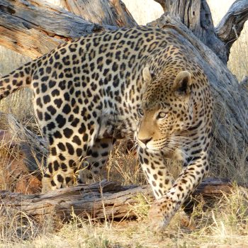 leopard namibie