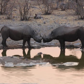 Rhinos_Etosha