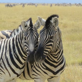 Zebras_Etosha