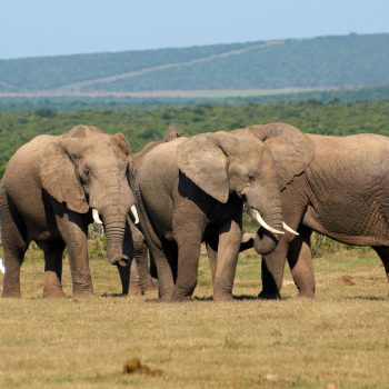 addo elephant park