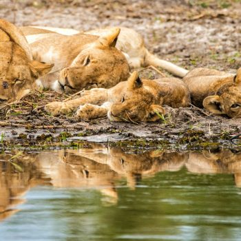 lions_botswana