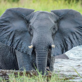 elephant_botswana