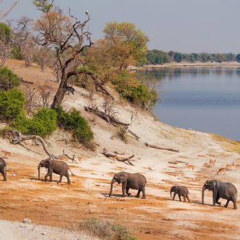 elephants_chobe_national_park