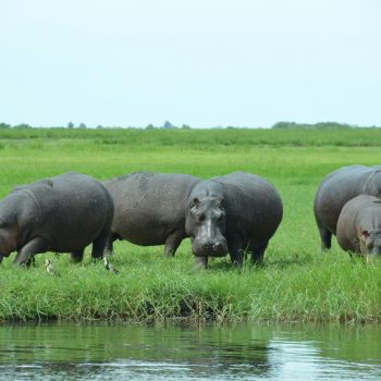 hippo_namibie
