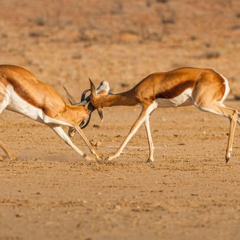 kalahari_springbok