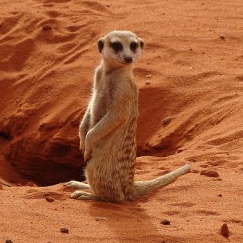 kalahari_suricate