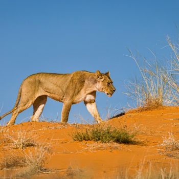 kgalagadi_2
