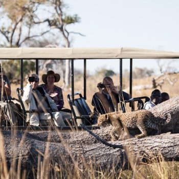 bébé léopard lors d'un safari 4x4 avec le Pom POm Camp, delta de l'Okavango, Botswana