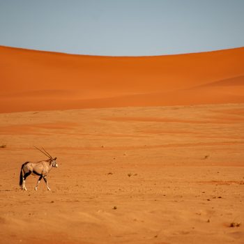 namibia_oryx_2